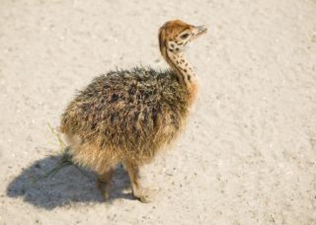 Ostrich young Bird ostrich hair about Flightless bird Africa